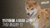 반려동물 교육, 생활 속에서 쉽고 확실하게 하는 노하우 l 하우스쿨